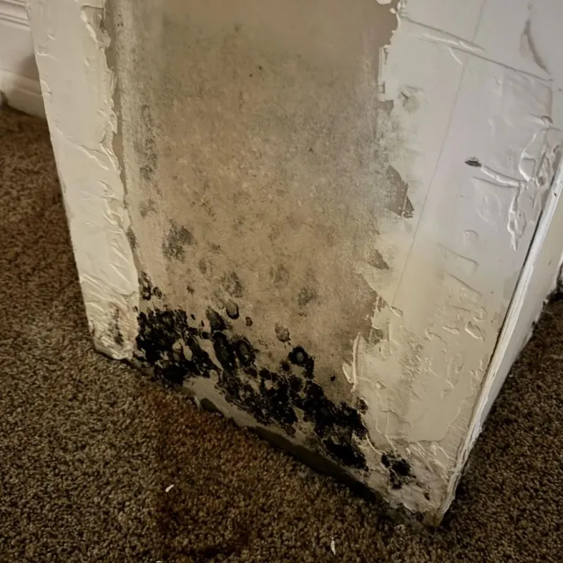 Professional Mold Removal in Wilson, OK